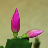 Gemeindebrief Februar - März 2025